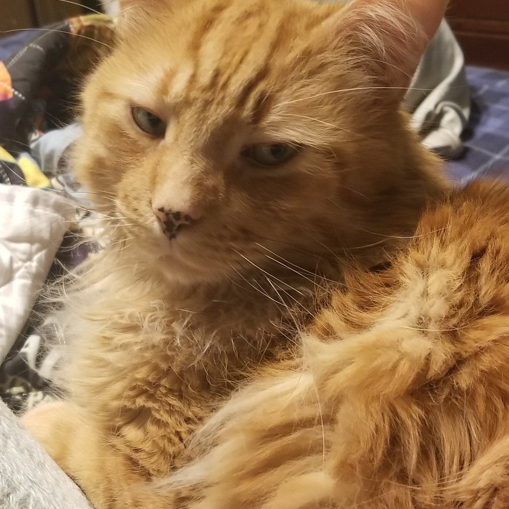 A wild newbie appears!